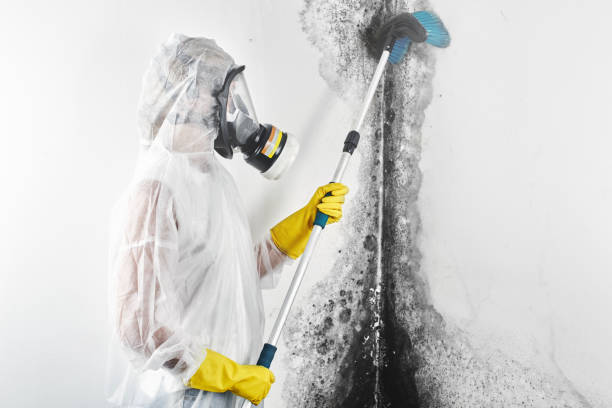 Best Commercial Mold Inspection  in Melrose, MA
